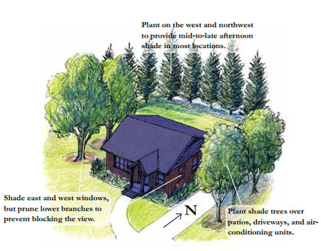 how-to-plant-trees-to-conserve-energy-image2.jpeg